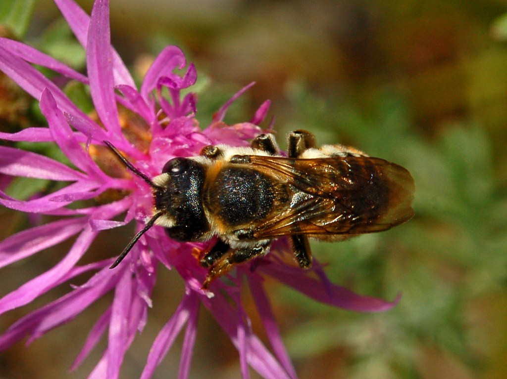 Megachile sp. (Apidae Megachilinae)